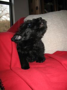 Lucy day after she arrived/ 8 weeks