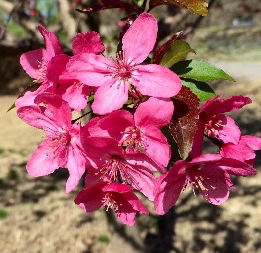 Indy and Lucy's Hawthorn tree