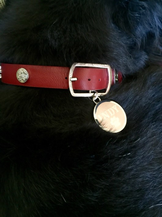 Indy's Rustic Cuff dog collar