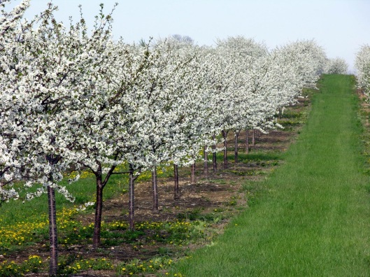 Cherry orchards of Door County