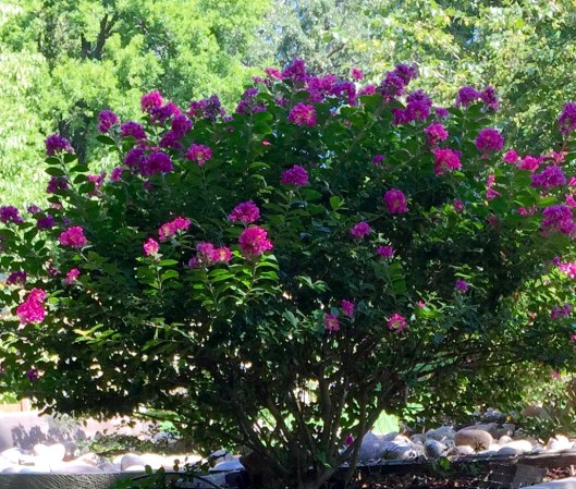 Dwarf crepe myrtle