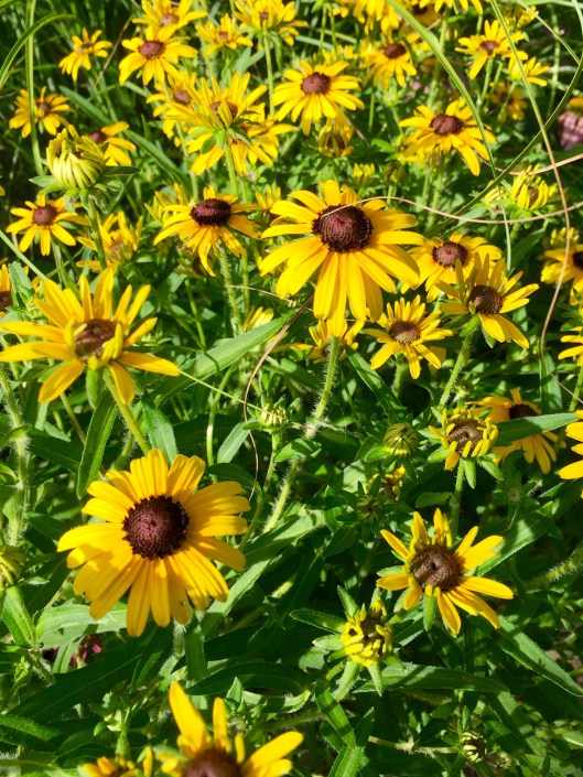 Black Eyed Susans