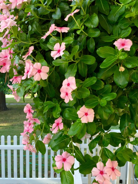 Pink Periwinkles and Picket Fences