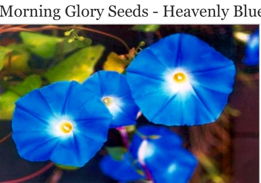 Morning Glory