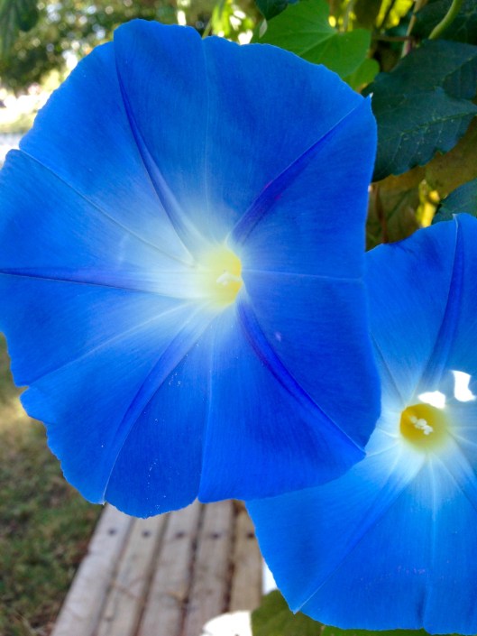 Heavenly Blue Morning Glory