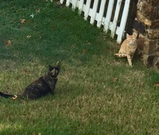 Momma and Daddy Kitty