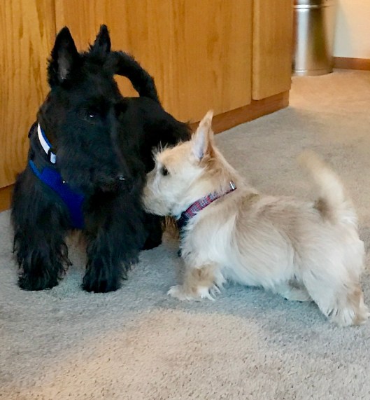 Indy and Stewart Lauber