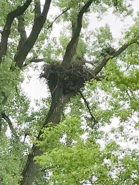 Eagle nest, Decorah, Iowa