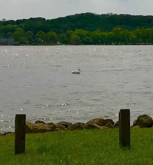 Pelican fishing on the Mississippi