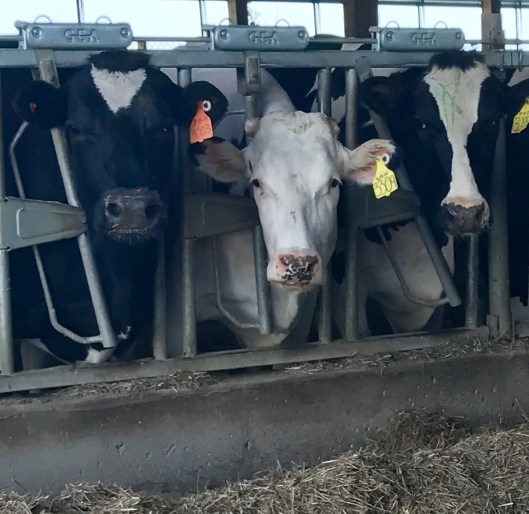 Connie's cows, Hawk High dairy, WI