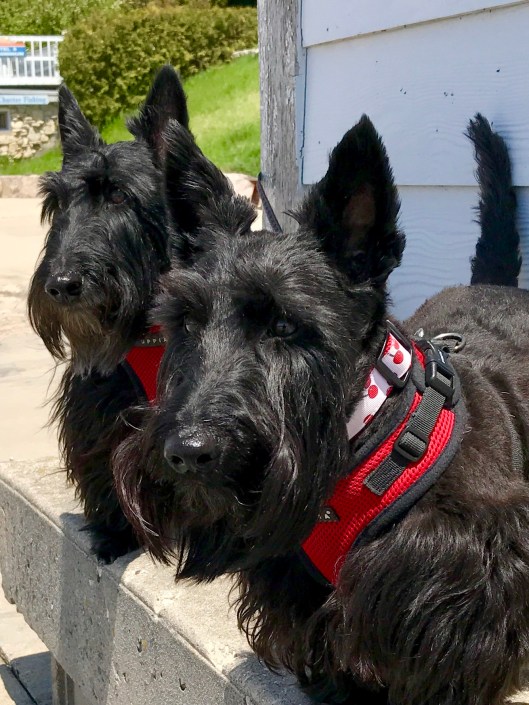 Indy and Lucy, Gills Rock